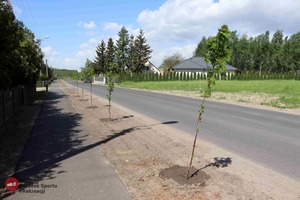 Nasadzenia roślin na ulicy Adamowo w Krzycku Wielkim 