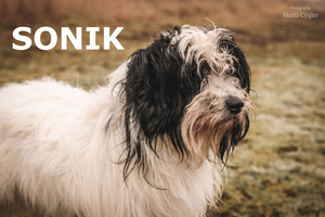 Sonik - piesek do adopcji