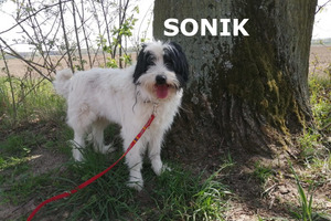 Sonik - piesek do adopcji