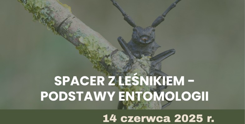 Spotkanie Las łączy Pokolenia „Spacer z leśnikiem – podstawy entomologii”